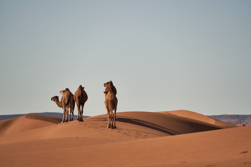 Sahara Desert